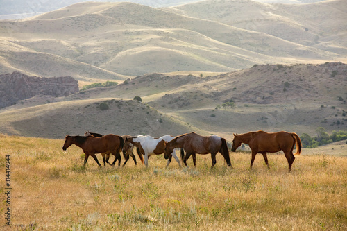 Ranch Horses © Terri Cage 