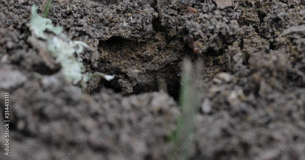 Ant crawling in there ant nest Ant crawling in there ant nest