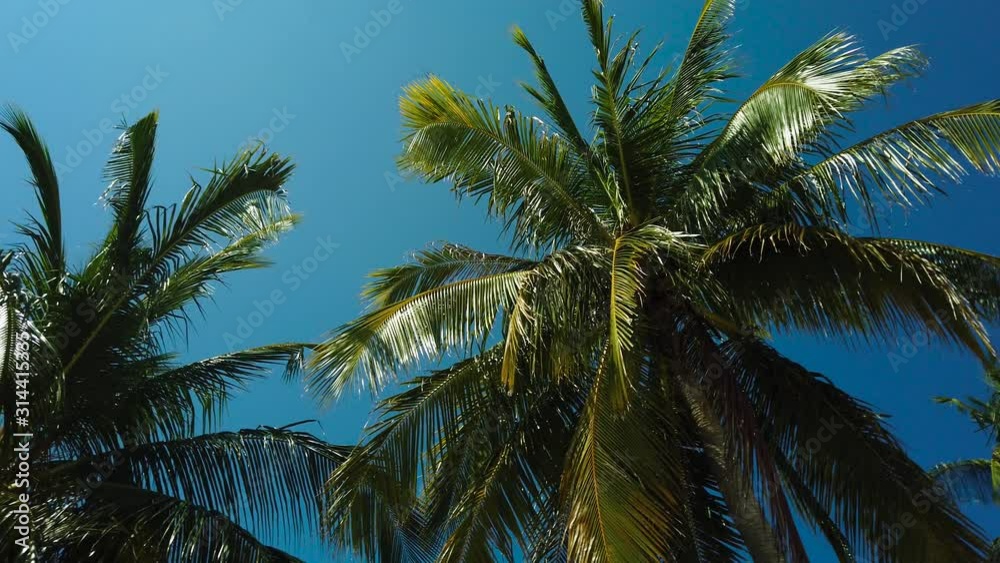 Coconut palm trees with blue sky. Summer and travel vacation concept. Coconut palm trees with blue sky. Summer and travel vacation concept.