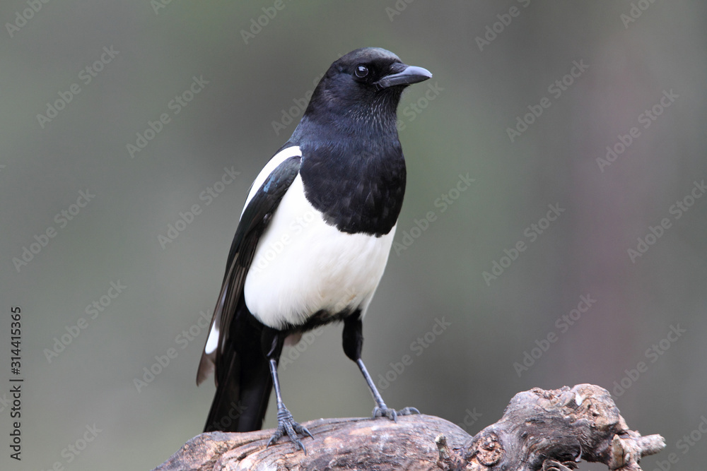 Common magpie with the last lights of day Common magpie with the last lights of day
