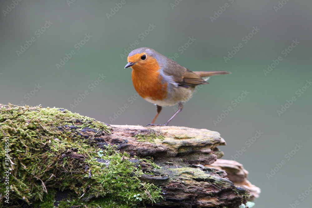 European robin photographed with the last lights of the afternoon, birds, Erithacus rubecula European robin photographed with the last lights of the afternoon, birds, Erithacus rubecula