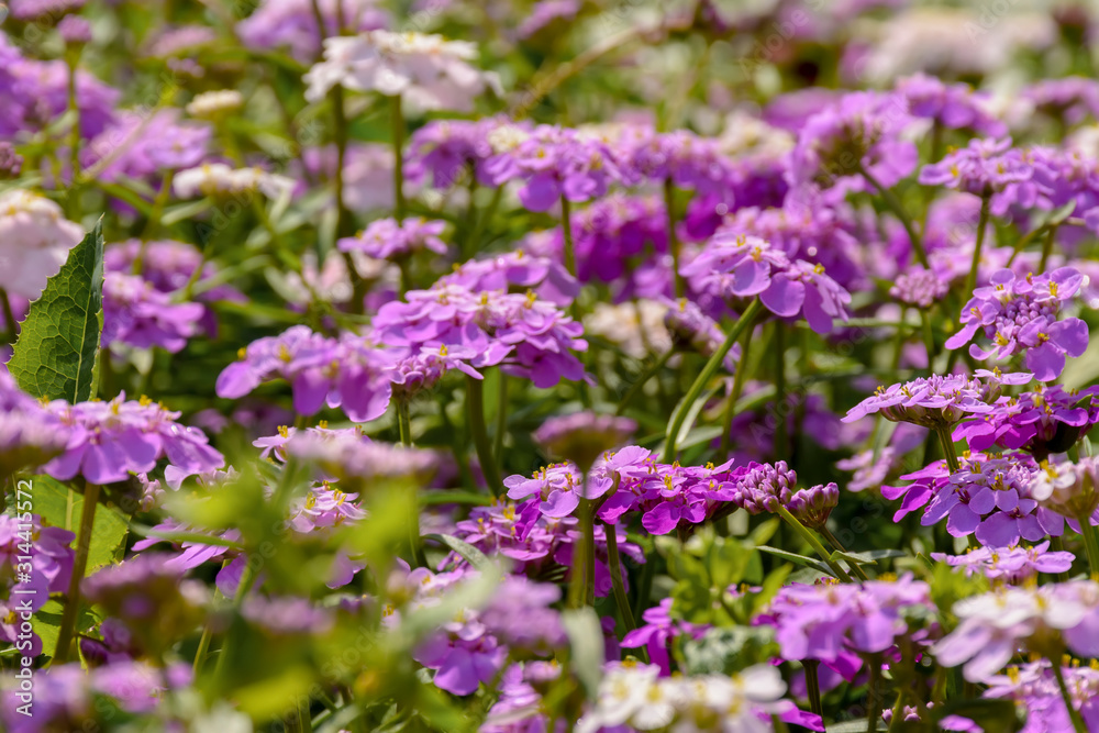 Beautiful backgrounds of summer wildflowers.