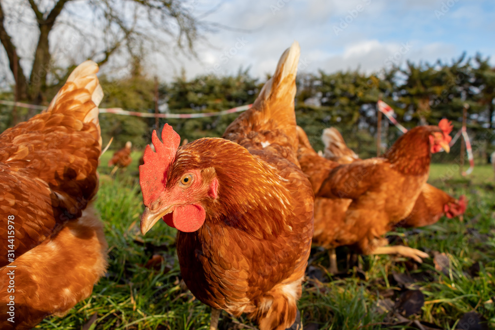 Free range organic chickens poultry in a country farm, germany Stock