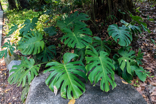 montera jungle plant in rain forest photo