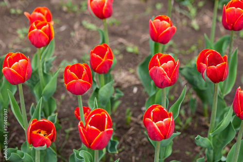 Colorful field of tulips