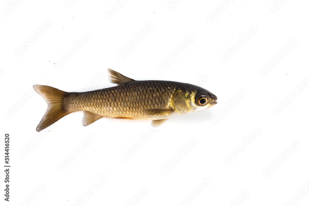 Fototapeta premium baby grass carp isolated on white