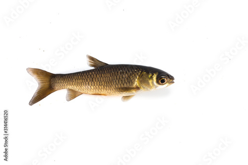baby grass carp isolated on white