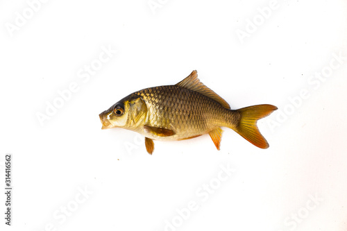 carp fish Isolated on white background
