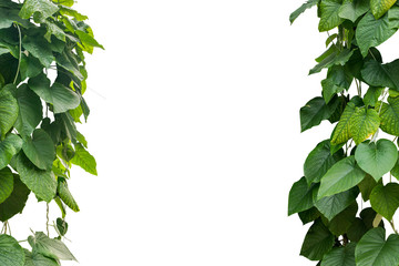 jungle leave plant isolated include clipping path on white background
