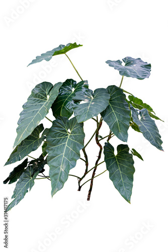 Fototapeta Naklejka Na Ścianę i Meble -  jungle leave plant isolated include clipping path on white background