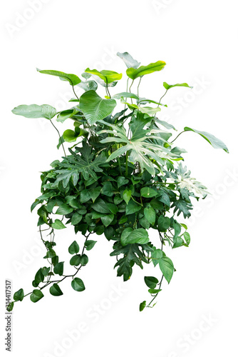 Fototapeta Naklejka Na Ścianę i Meble -  monstera jungle leave plant isolated include clipping path on white background