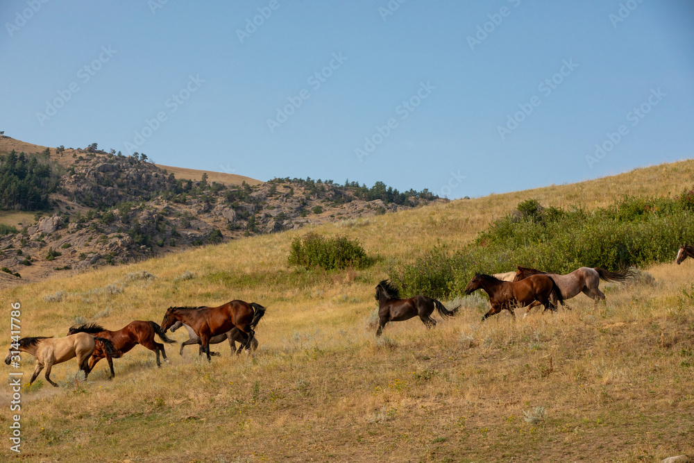 Herding Horses Herding Horses