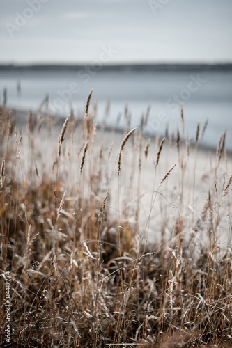 dry ears of wheat sway in the wind on the seashore