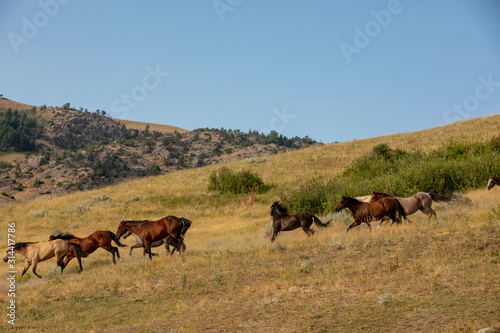 Herding Horses © Terri Cage 