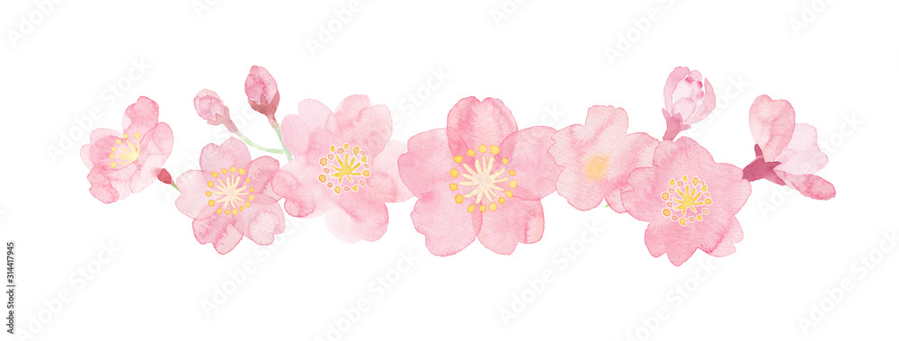 Fototapeta Akwarela ilustracja kwiatów wiśni malowana ręcznie