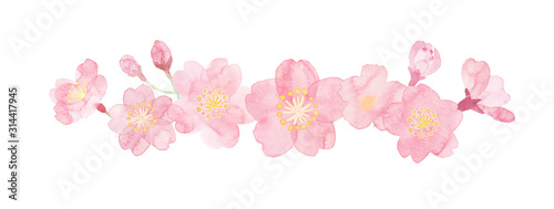 Fotografiet Watercolor illustration of cherry blossoms painted by hand