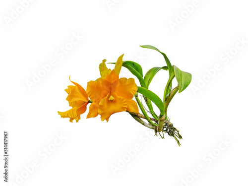 orchids flower plant  isolated on white background  include clipping 