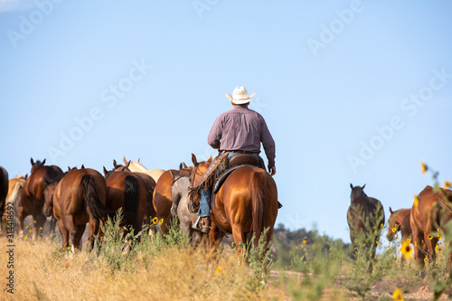 Herding Horses