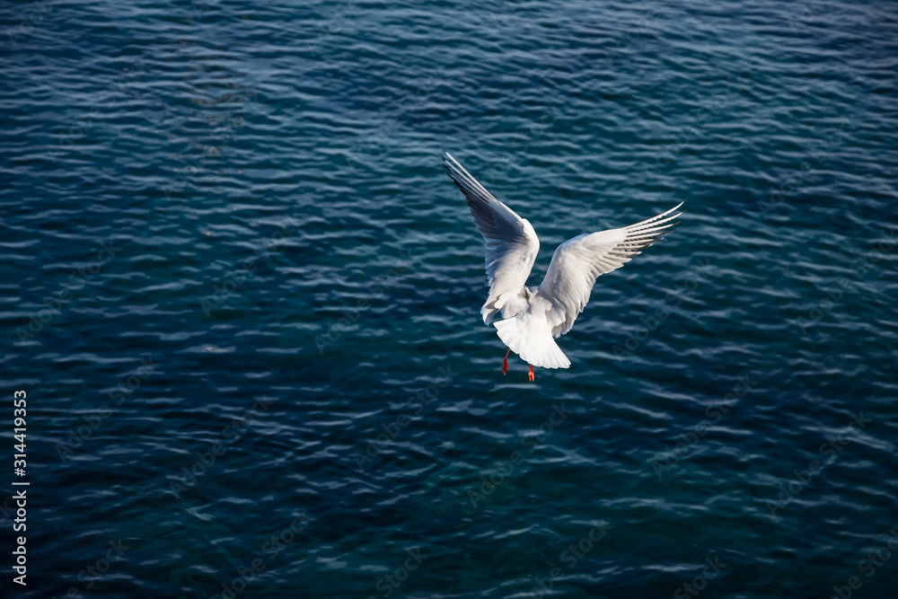 Flying seagulls over the sea look like angels. Flying seagulls over the sea look like angels.