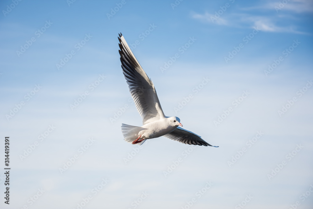 Flying seagulls over the sea look like angels. Flying seagulls over the sea look like angels.