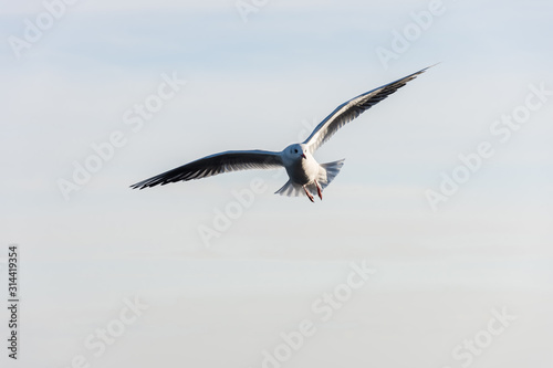 Flying seagulls over the sea look like angels.