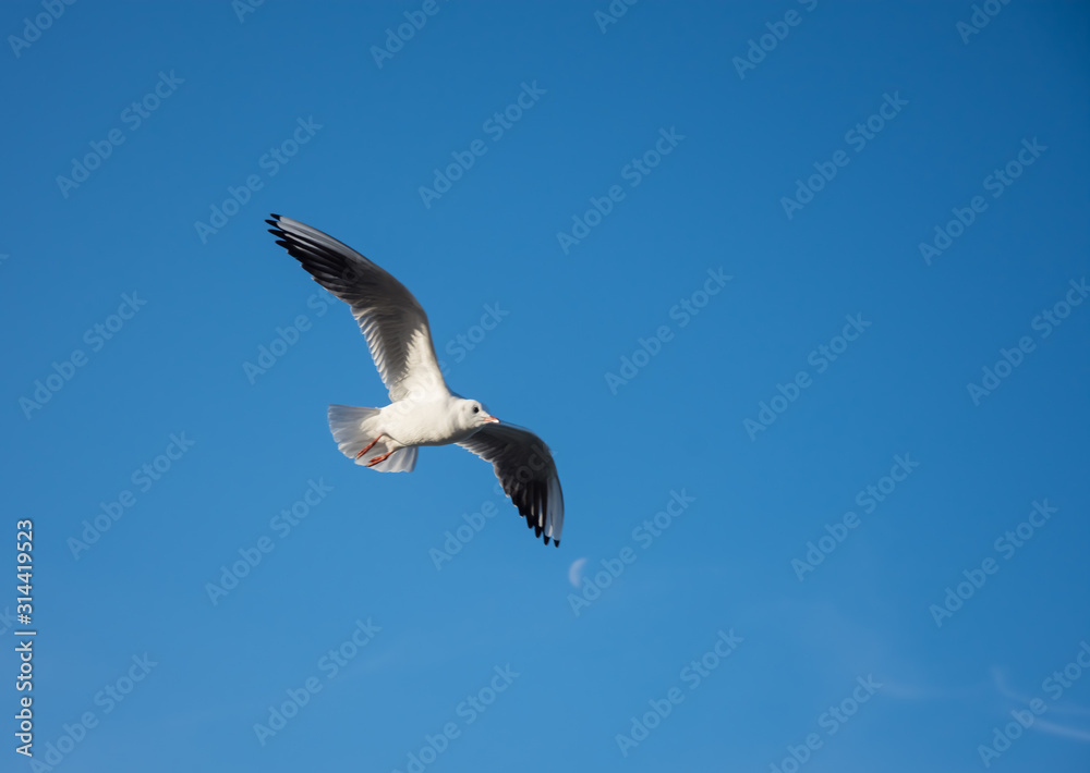 Obraz premium Flying seagulls over the sea look like angels.
