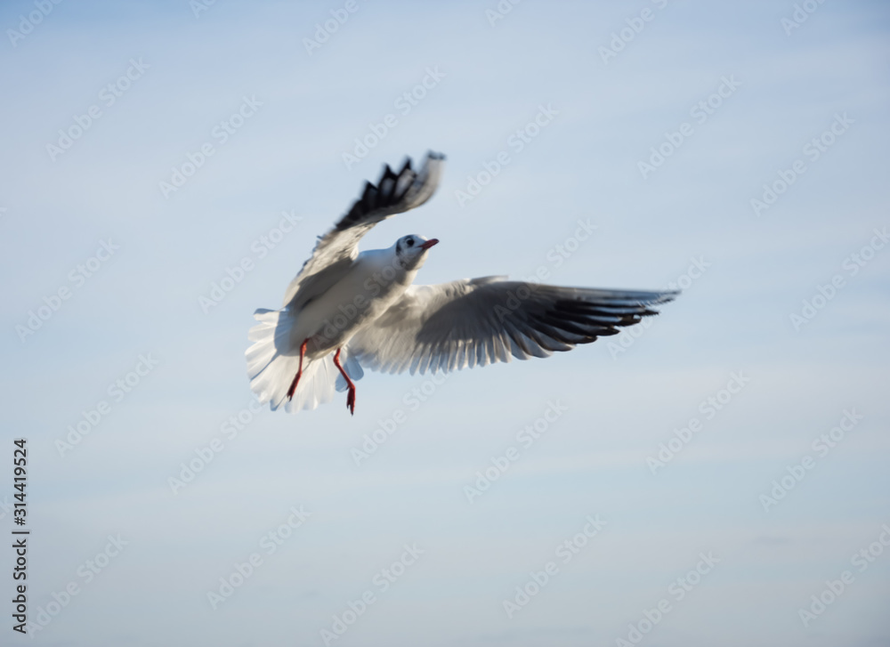 Obraz premium Flying seagulls over the sea look like angels.