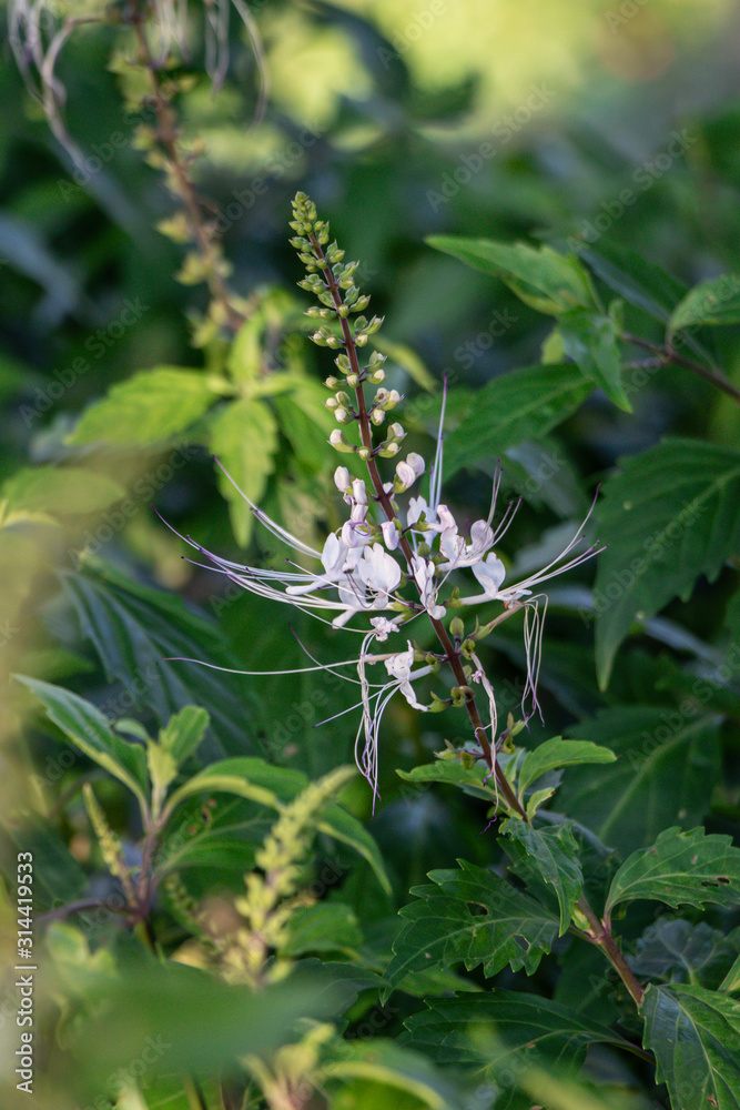Selective focus Orthosiphon stamineus plant.Commonly known as cat's whiskers or Java tea.
