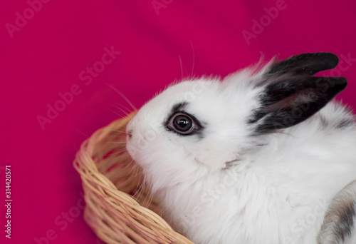 Small fluffy white decorative rabbit in a wicker basket on a red background close-up. The Concept Of Easter. The concept of animal protection. Nursling
