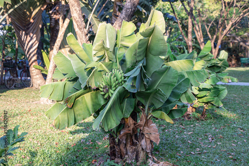 Close up green banana tree in a garden.(Musa sapientum L) photo