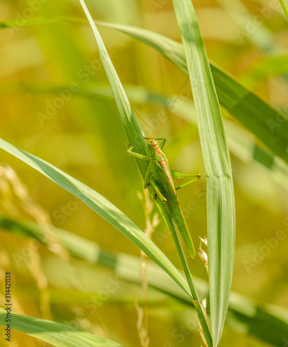 big green grasshopper crawling on grass