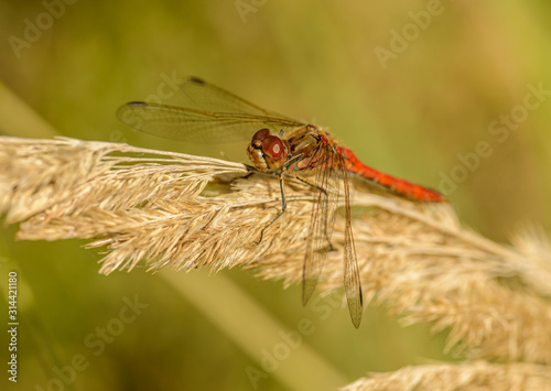 red dragonfly sitting on dried grass © Petr