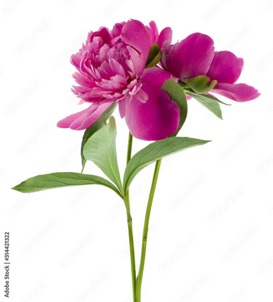 Pink peonies flowers isolated on white background close-up. Pink peonies flowers isolated on white background close-up.