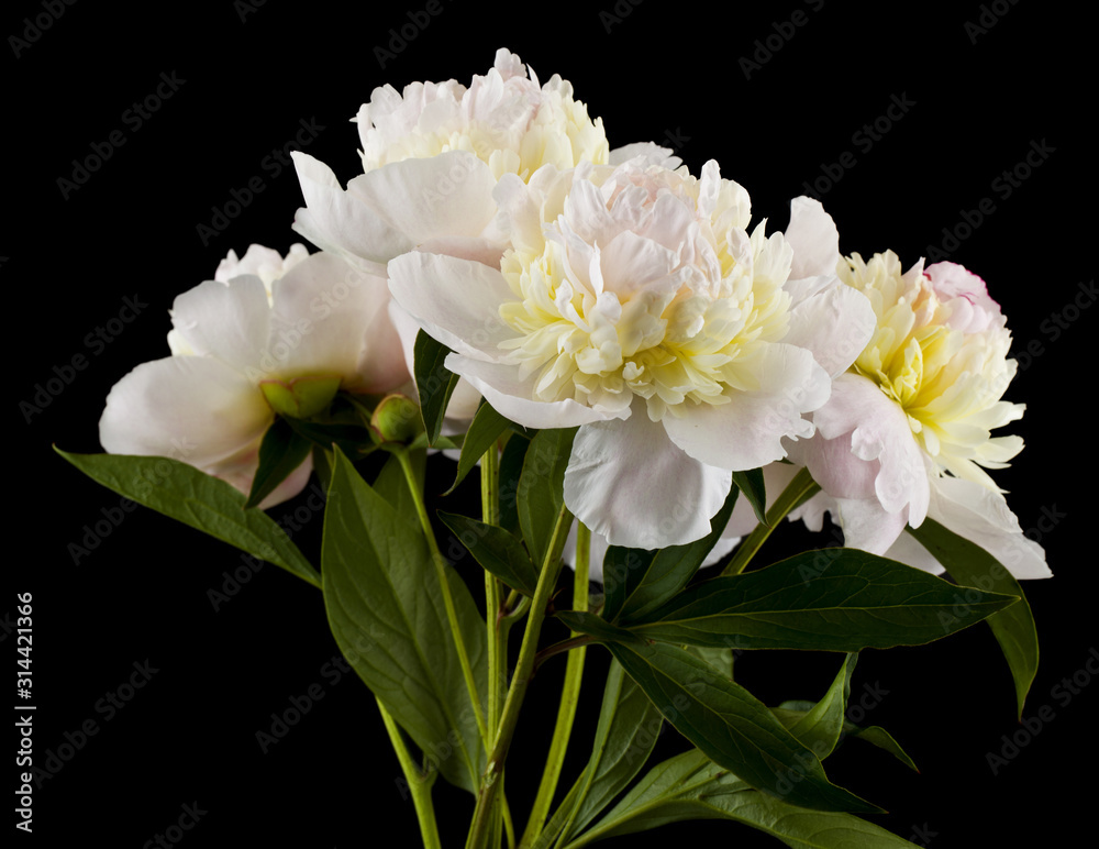 White peonies flowers isolated on black background close-up. White peonies flowers isolated on black background close-up.