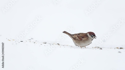 Eurasian tree sparrows (Passer montanus) eating seeds from snow ground. Isolated white background.