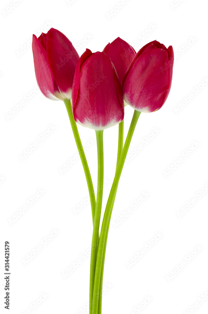 Flowers of red tulips isolated on a white background close-up. Flowers of red tulips isolated on a white background close-up.