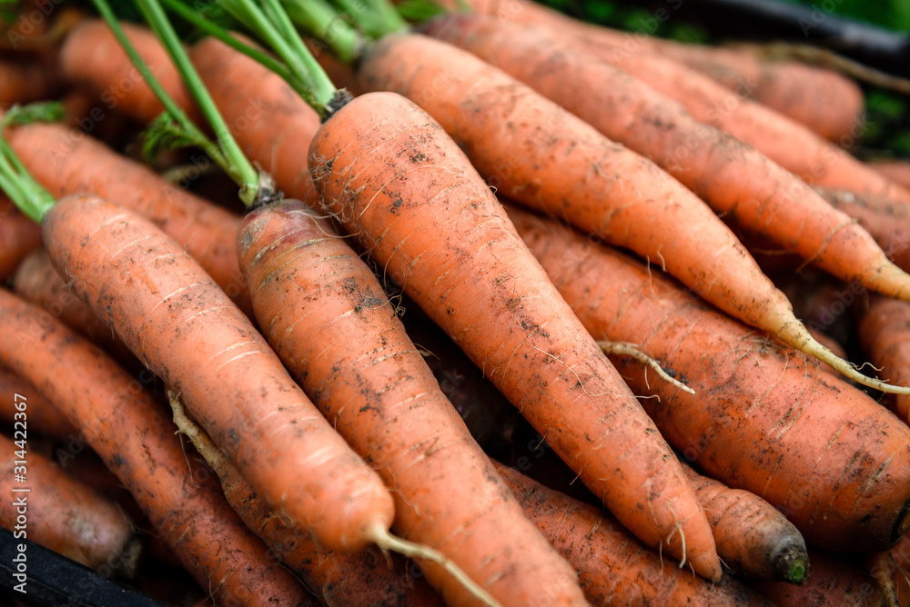 Harvesting carrots. Fresh carrot in black box. Harvesting carrots. Fresh carrot in black box.