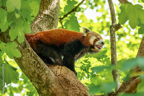 The red panda, Ailurus fulgens, also called the lesser panda. © rudiernst