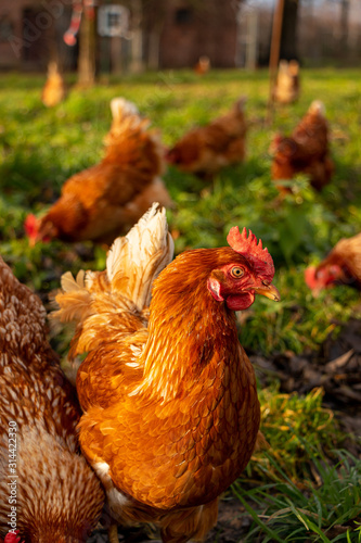 Free range organic chickens poultry in a country farm, germany