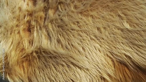 Long pile beige or brown fur blowing in wind. Wool background