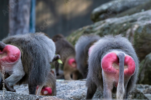 The hamadryas baboon, Papio hamadryas is a species of baboon photo