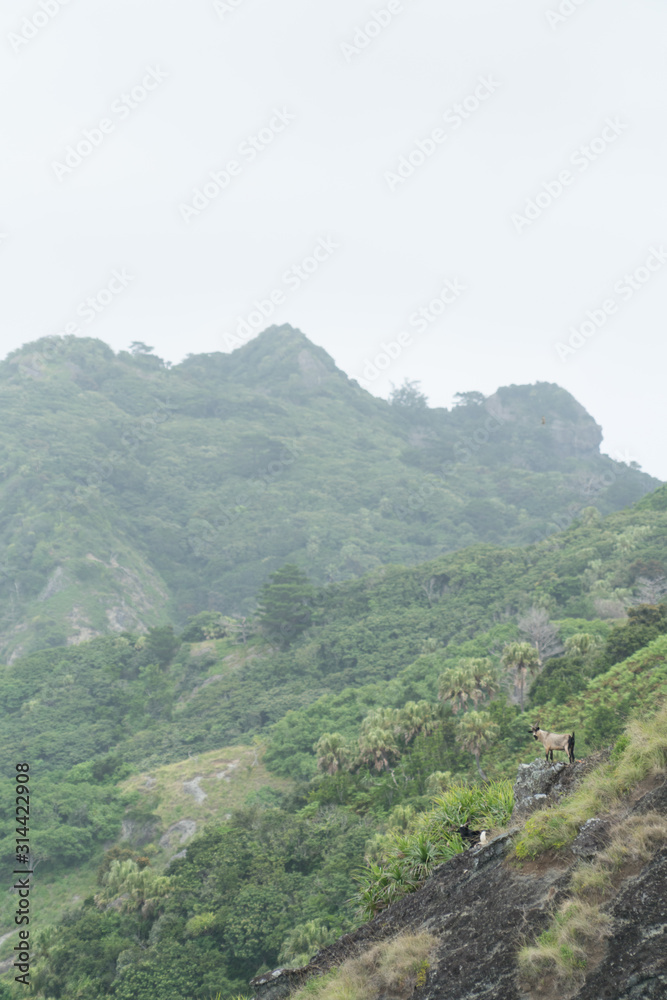 小笠原父島　中山峠近くの断崖絶壁に立つ野生のヤギ