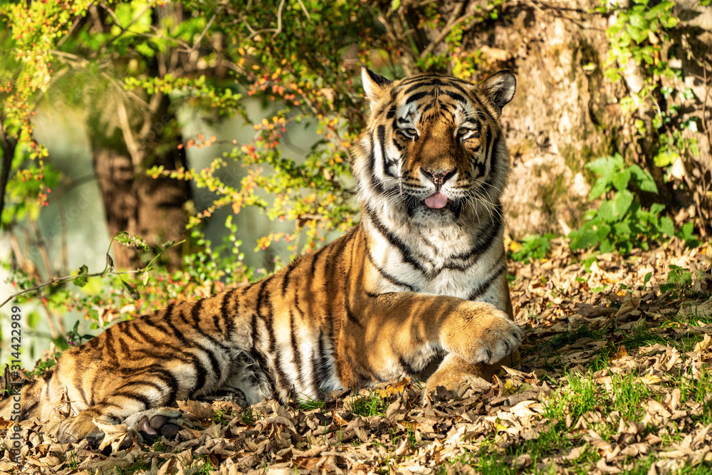 Obraz premium The Siberian tiger,Panthera tigris altaica in the zoo