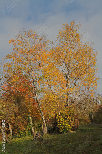 Birken im Herbst