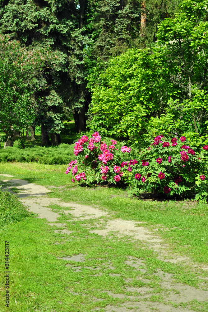 Fototapeta premium Peony bush with purple flowers, blooming in green spring garden near path