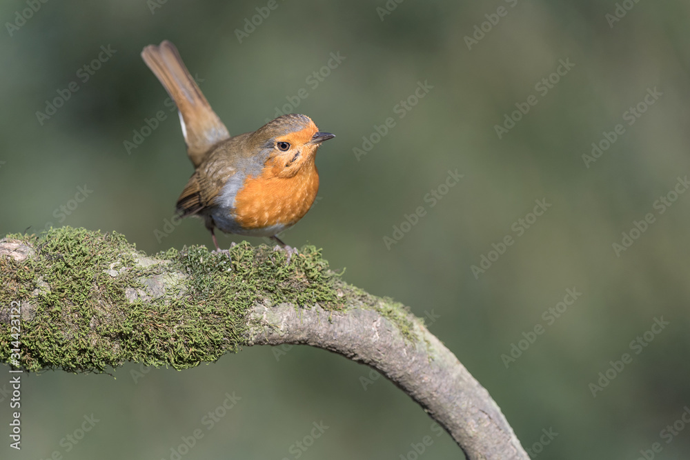 Portrait of European robin (Erithacus rubecula) Portrait of European robin (Erithacus rubecula)