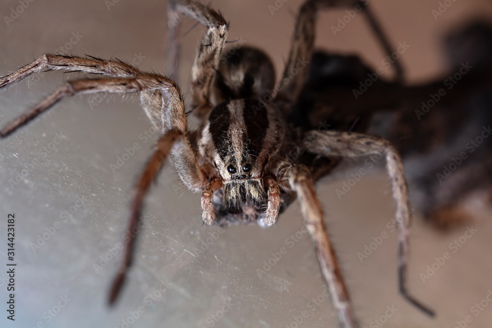 spider wolf in a native habitat spider wolf in a native habitat