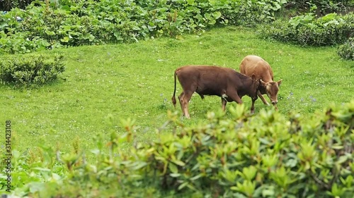 Young funny calves jumping an playing with each other. Farm cow animals butting heads