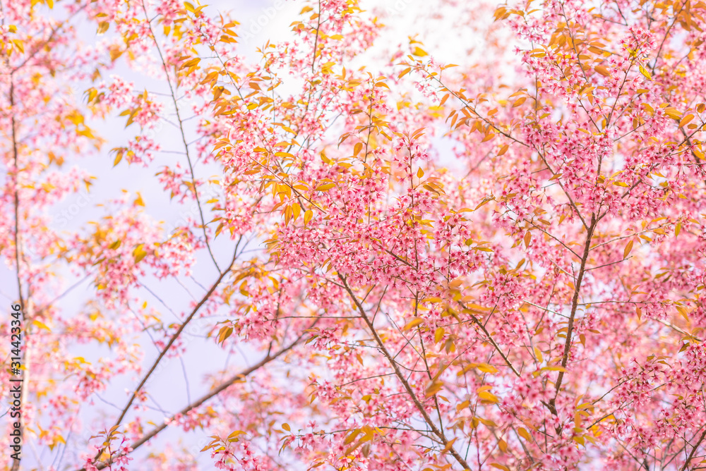 Wild Himalayan Cherry flower (Prunus cerasoides) Pink flower background from Chiangmai Thailand. Wild Himalayan Cherry flower (Prunus cerasoides) Pink flower background from Chiangmai Thailand.