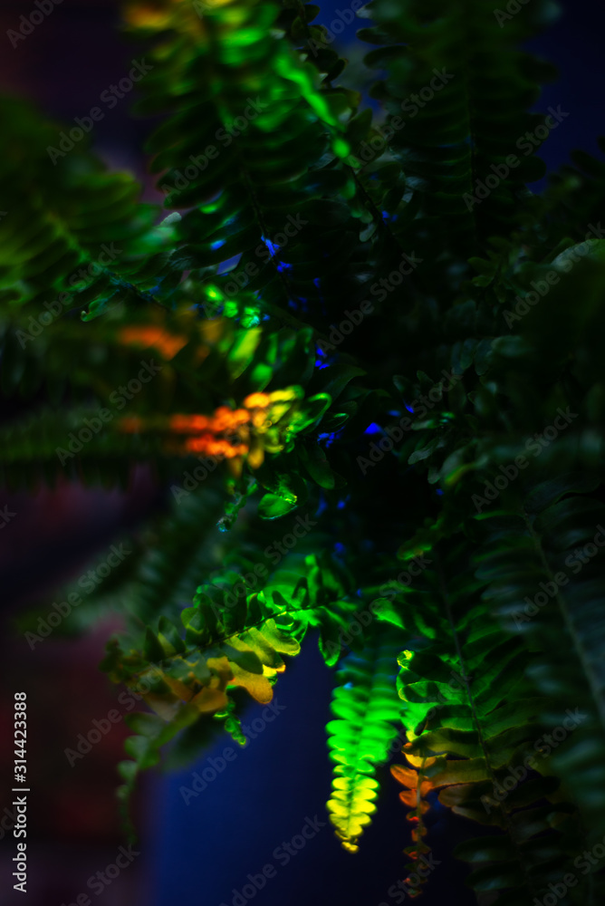 Tropical fern leaves in a mysterious blue neon light on a blue background, copy text. Tropical fern leaves in a mysterious blue neon light on a blue background, copy text.
